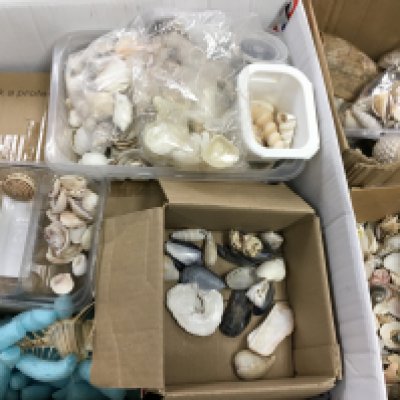 A large collection of sea shells. This lot cannot be posted