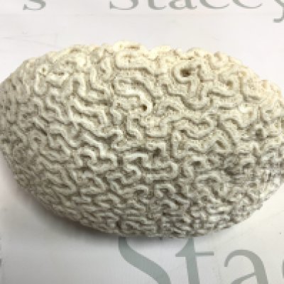 A small coral brain, 22cm x 14cm (D) NO RESERVE