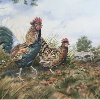 A framed watercolour study of a cockerel and hen signed by S Tinder. 57x49cm NO RESERVE