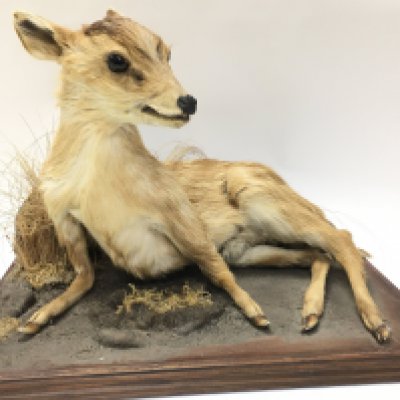 A taxidermy Common Duiker , 36cm wide 25cm tall. Postage category C
