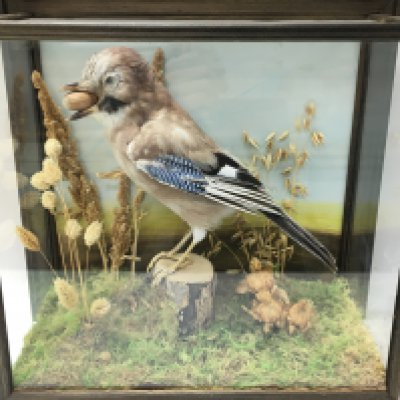 A cased taxidermy Jay in a naturalist setting 20x35x36cm. This lot cannot be posted