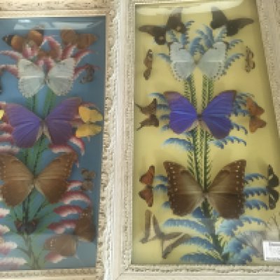 A Collection of framed butterflies.