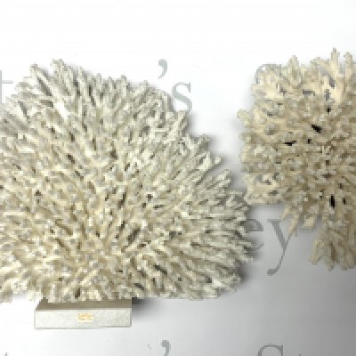 A large antique white coral tree mounted on a marble base, 36cm x 27cm together with a smaller coral tree section. 23cm x 16cm x 12cm