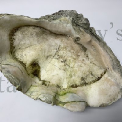 A vintage giant clam shell, 36cm x 25cm. (D) NO RESERV
