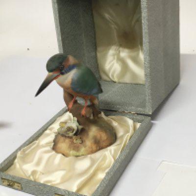 A Royal Crown Derby porcelain sculpture in the form of a Kingfisher marks to the base no obvious damage original box. Hight 13cm