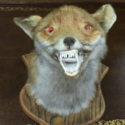 A taxidermy fox head on a wooden plinth. Postage category C. NO RESERVE