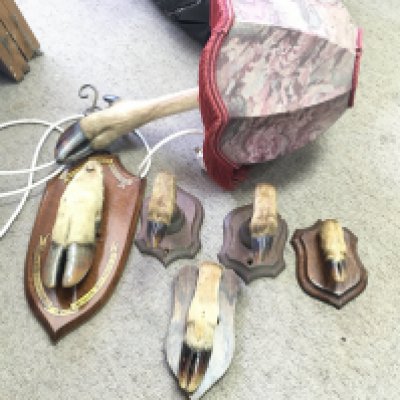 A collection of Deer feet including an unusual lamp and feet mounted on wooden shields. Postage category C. NO RESERVE