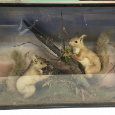 Four cased taxidermy comprising a pair of red squirrels, a barn owl and two other birds (4). Shipping category D.