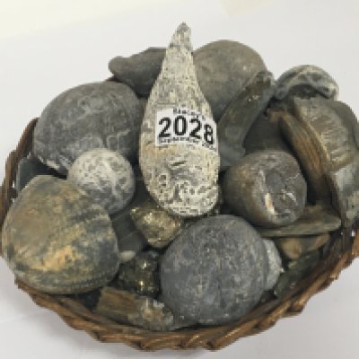A collection of Ancient fossils Ammonites and many others. In a basket.