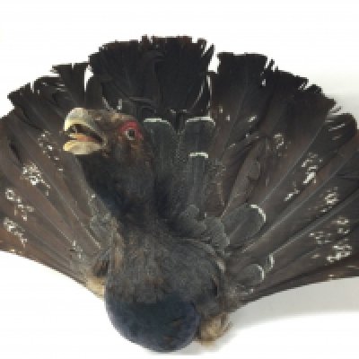 A Western capercaillie taxidermy bird head, 55cm wide