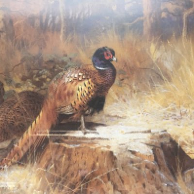 A pair of prints after the originals by A Thorburn pheasants and Grouse. (2) NO RESERVE