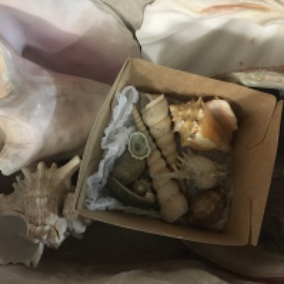 Two boxes containing sea shells various.