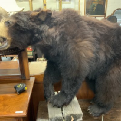 A small complete taxidermy brown bear. 55cm.