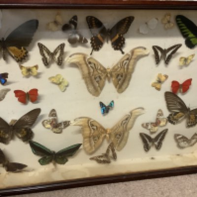 A cased collection of butterfly&rsquo;s. 64cm x 44cm x 7.5cm ( condition issues).