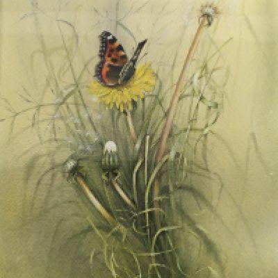 A Quality framed watercolour study of a butterfly by Sally Fleming the watercolour entitled Small Tortoiseshell and Dandelion. 1986. The reverse with Gallery label very good condition. 35x42cm