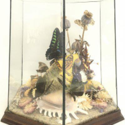 A taxidermy butterfly display. Butterflies include a Rajah Brookes birdwing, Euploea mulciber, Common mapwing etc. Case 27cm tall. This lot cannot be posted