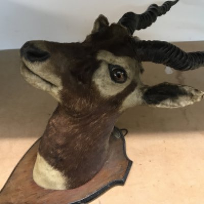 Taxidermy Head mounted on oak shield.