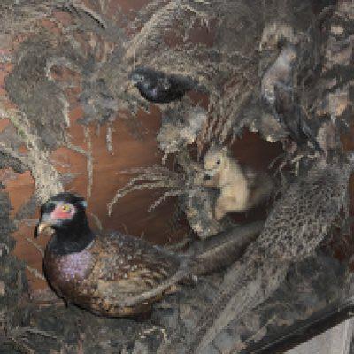 A large glazed taxidermy display cabinet including a male and female pheasants, Squirell, Blackbrids and foliage.