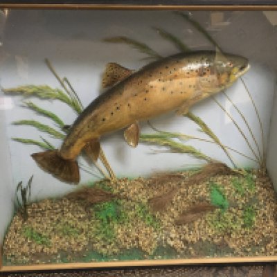 A cased taxidermy trout with fly in mouth. Case dimensions 14x56x49cm. This lot cannot be posted
