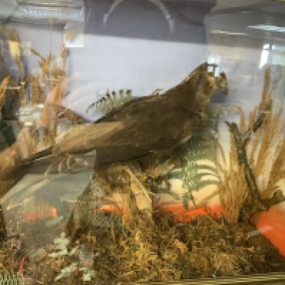 A cased Antique Taxidermy Goshawk, 59cm x 49cm 19cm. NO RESERVE