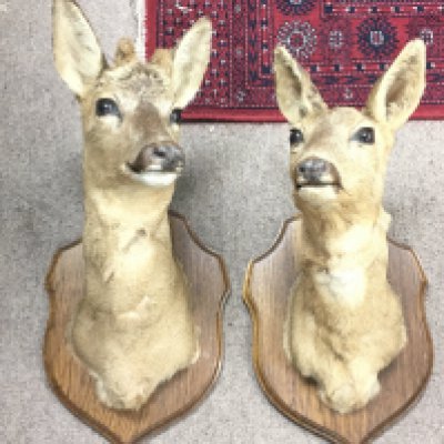 A pair of good quality Taxidermy deer heads, male and female mounted of wooden plinths. This lot cannot be posted