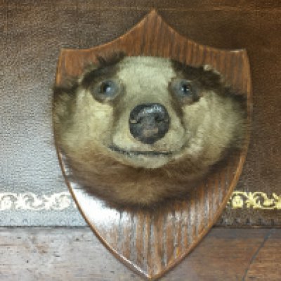 A taxidermy badger head. Postage category C