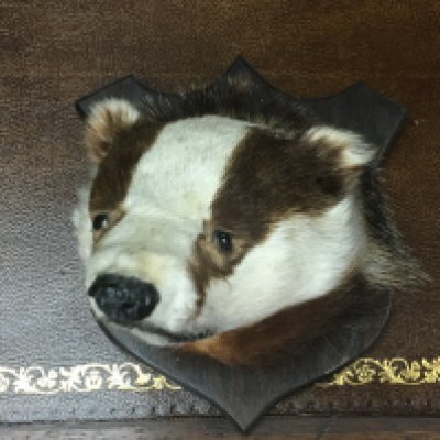 A taxidermy badger head. Postage category C