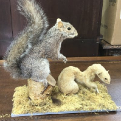 A taxidermy group, a Squirrel and a Stoat. 37cm tall 34cm wide Postage category C