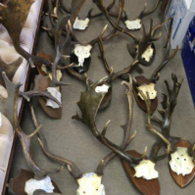 A collection of English deer antlers and skulls. This lot cannot be posted