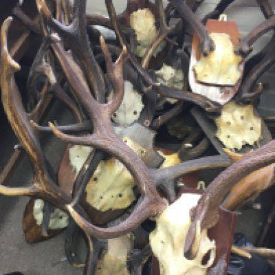 A collection of UK deer antlers and skulls. This lot cannot be posted