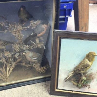 Cased taxidermy birds including a Eurasian chaffinch, Yellowhammer, Bullfinch and an uncased Canary. Case dimensions 18.5x26.5x38cm This lot cannot be posted