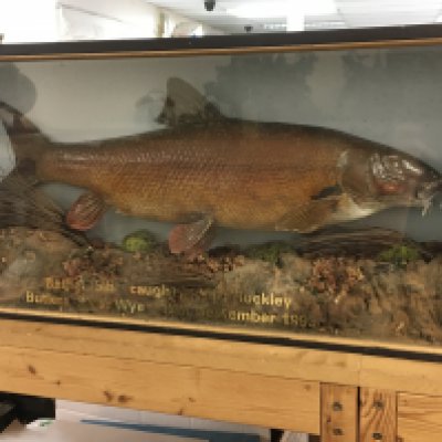 A cased taxidermy Barbel fish with lettering, Barbel 5lb caught by Sid Hockley Butlers River Wye 19th September 1993. Case dimensions 12x70x34cm