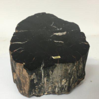 A black listed Natural History sample of ancient Arizona Petrified wood black height 15cmx 24cm