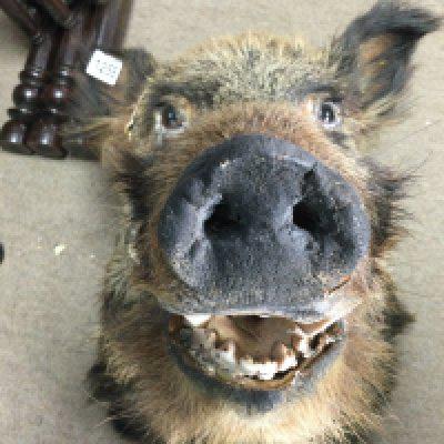 Taxidermy interest Boars head .