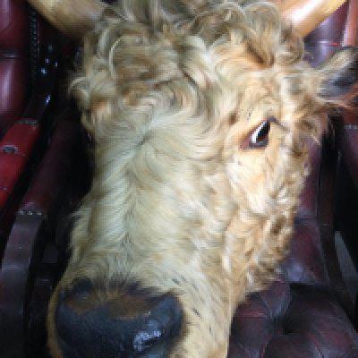 Taxidermy interest cows head .