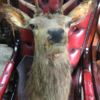 Taxidermy interest two dear heads mounted on shields.