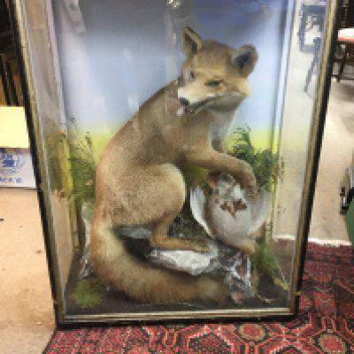 A cased European red fox taxidermy diorama posing on a faux rock with pigeon prey underfoot. Dimensions 32x65x92cm. This lot cannot be posted