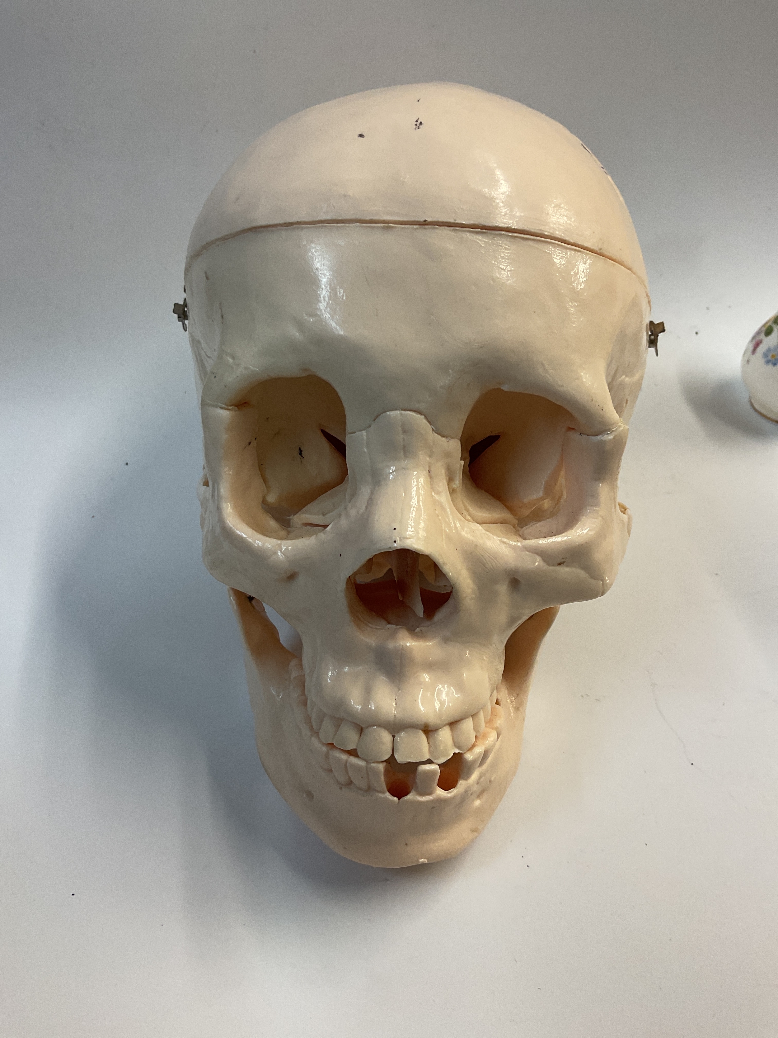 Resin Human skull with detachable cranium.