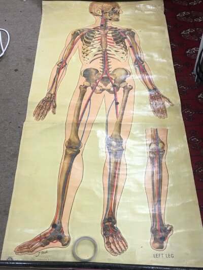 A vintage human anatomy poster , J Teck St John’s Gate London. Skeleton 1942 .Approximately 160cm long