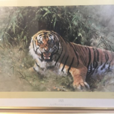 12A large David Shepherd print , Tiger Fire signed . 120cm x90 cm- NO RESERVE