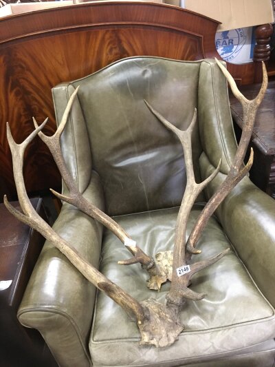 A pair of Red Deer Antlers, one with 8 points, the other with 10