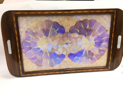 A butterfly wing tray, 58cm wide NO RESERVE