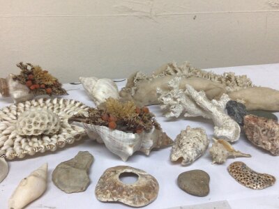 A collection of Coral fragments. And shells
