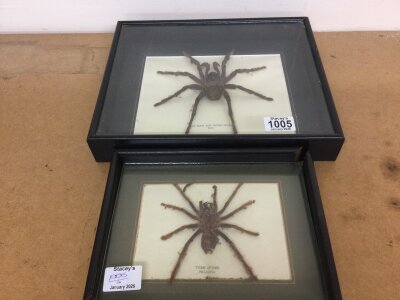 Two Cased Taxidermy spiders The Bird eating Spider from Peru and an example of Tiger Spider from Malaysia (2)