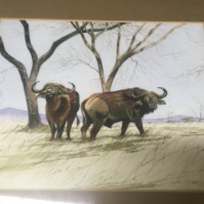 A Allan Carter water colour featuring a buffalo 30 cm x 25 cm .- NO RESERVE