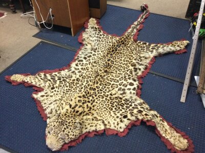 A 1950s leopard skin rug approximately 160cm wide , approximately 240cm long from end of tail to head