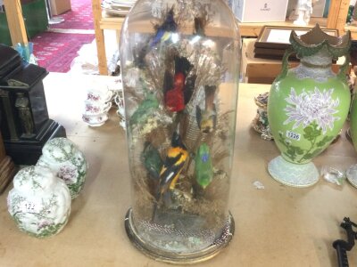 A taxidermy display of exotic birds housed under a glass dome.
Approximately 60cm tall.