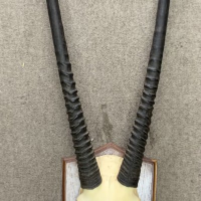A mounted Gemsbok skull and horns. 130cm Height, Horns 94cm.
