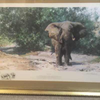 A framed David shepherd print depicting a elephant 100cm x 66 cm .