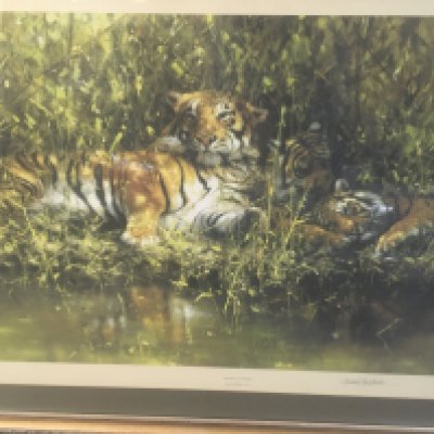 A framed print depicting tigers signed in pencil David Shepherd. 80 x 60 cm